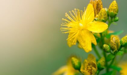 Navigating the World of Natural Medicines image