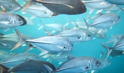 Omega-3 and Omega-6 fish image