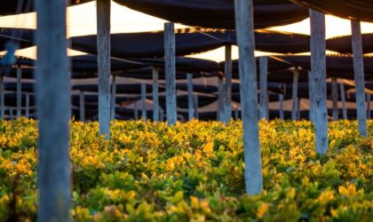 choose a reliable natural medicine image